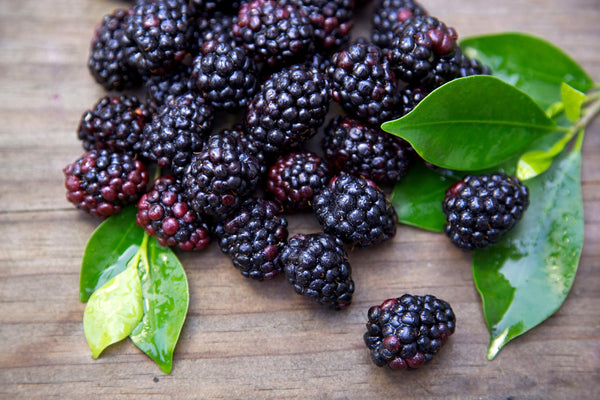 A Look Inside the Black Raspberry Oil Supply Chain