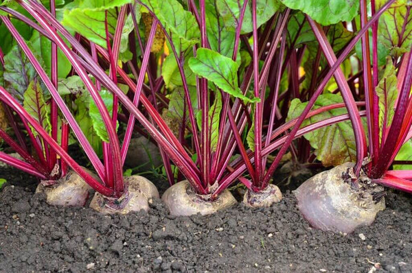 How Beetroot Powder Is Made: From Root to Powder