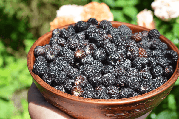 How Black Raspberry Oil Is Extracted From Seed Collection to Pressing
