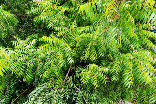 What Is Cold Pressed Neem Oil Benefits, Uses & How It’s Made