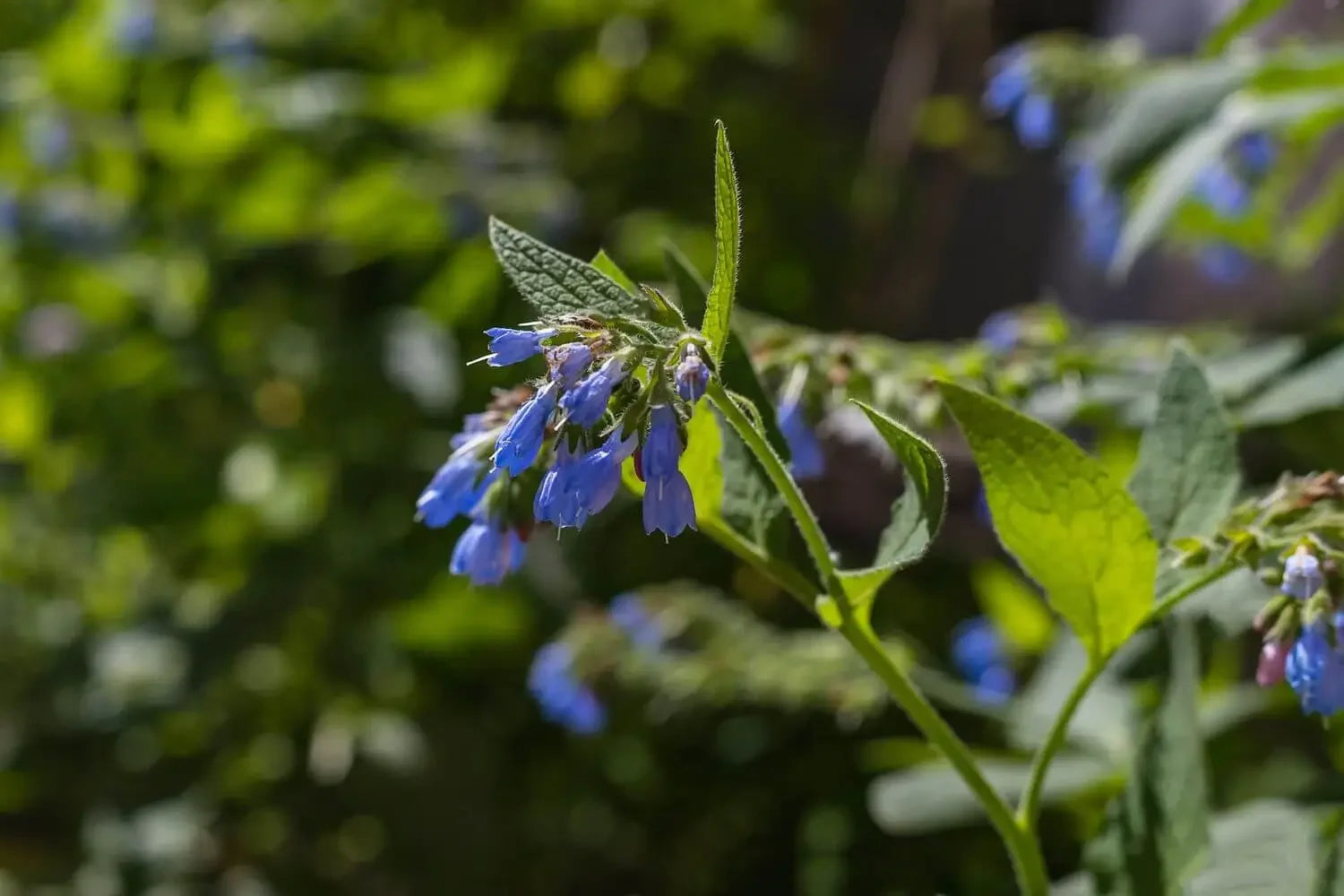 A Closer Look at Comfrey Oil History, Origins, and Cultural Connections