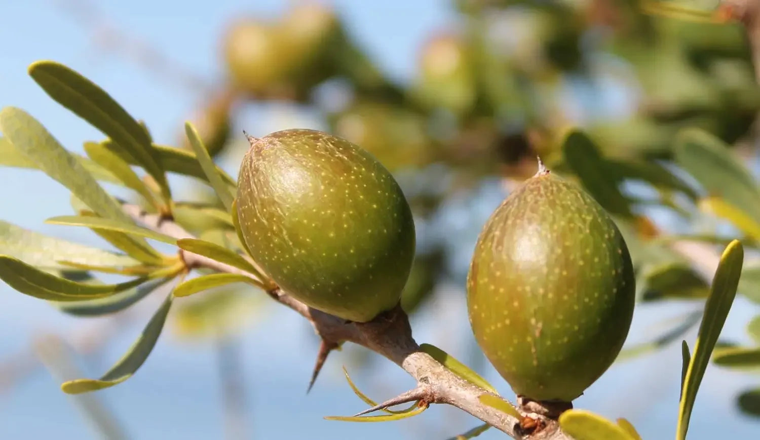 Argan Oil Shelf Life, Storage, and Quality Control Explained