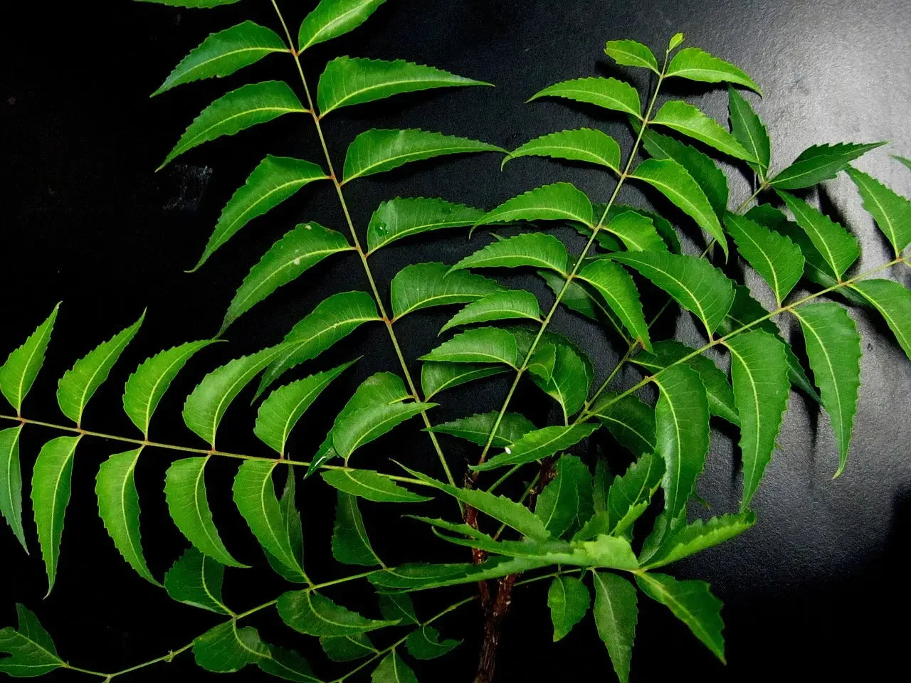 Cold Pressed Neem Oil for Acne How It Works and How to Use It