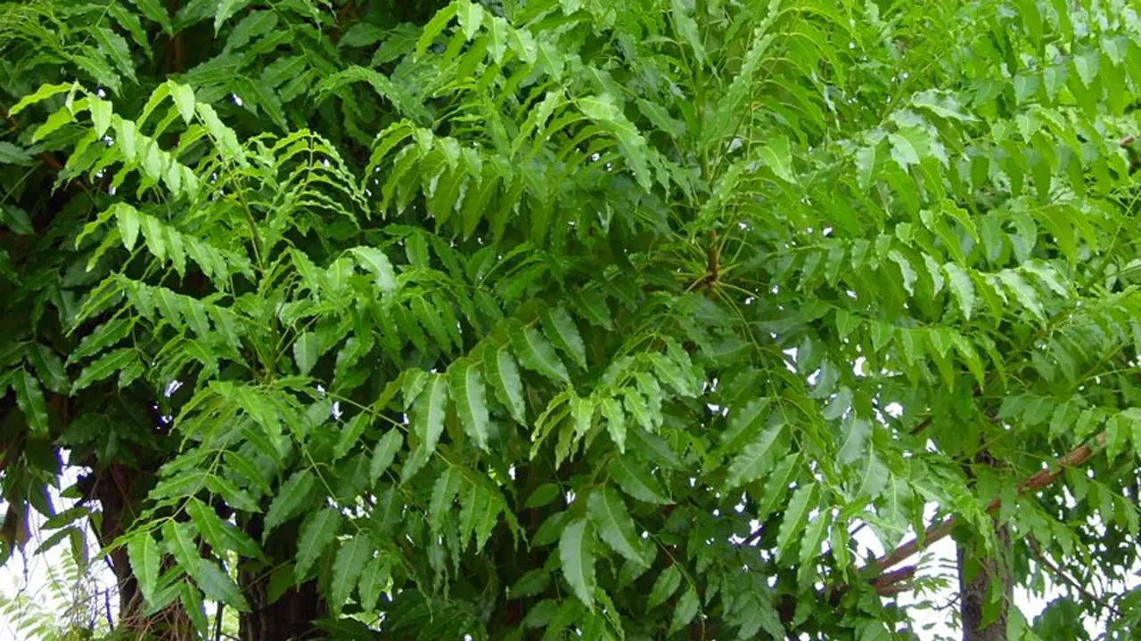 Cold Pressed vs Regular Neem Oil: Which One Is Better?