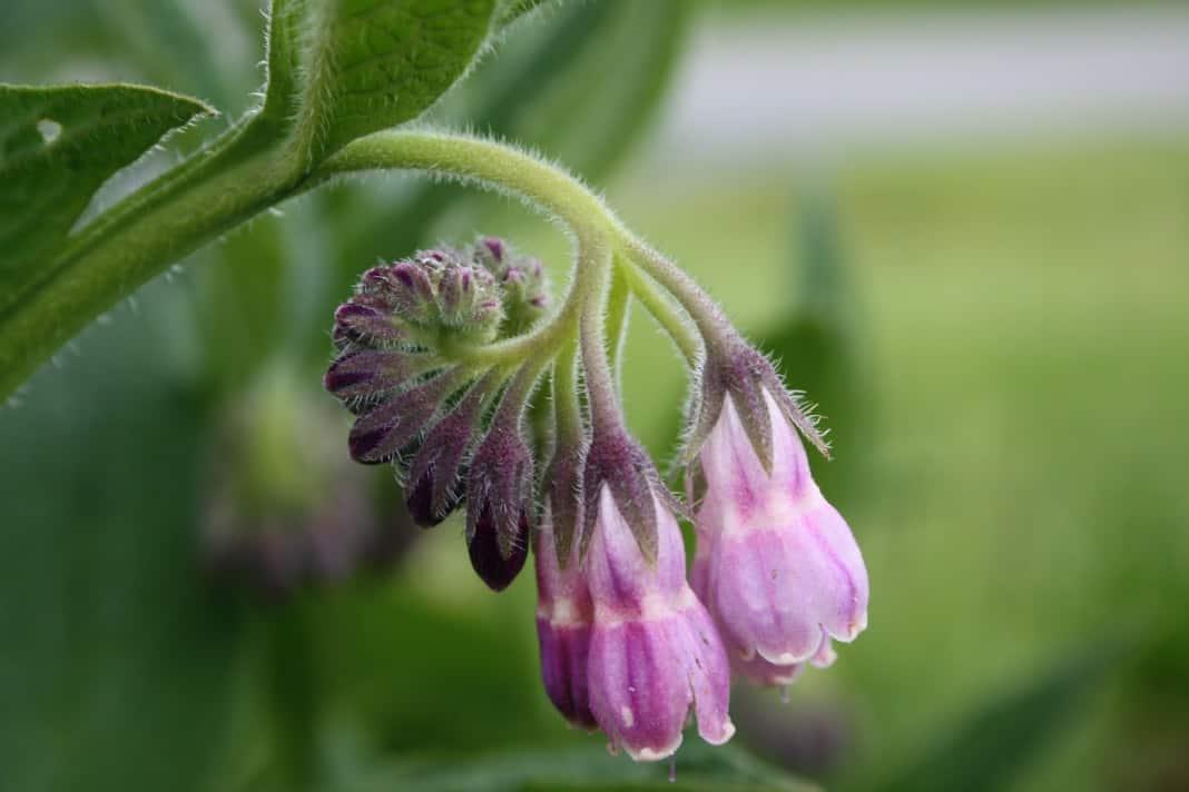 Comfrey Oil as an Ingredient in Artisanal Products