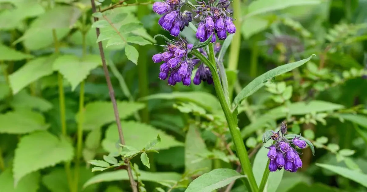 Comfrey Oil as an Ingredient in Artisanal Products