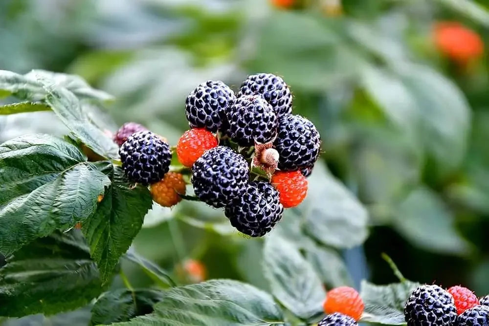 Comparing Black Raspberry Oil to Other Berry Seed Oils