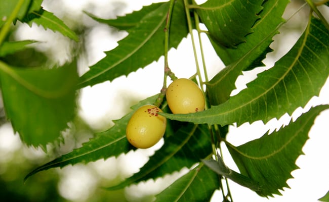 Easy Neem Oil Soap Recipe for Clear Skin