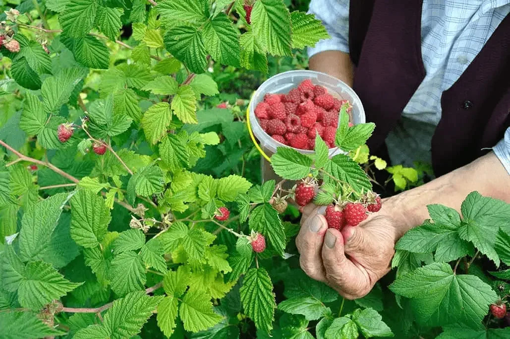 Exploring Red Raspberry Seed Oil  Composition & Characteristics