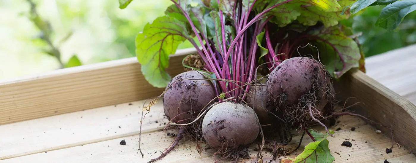 How Beetroot Powder Is Made: From Root to Powder
