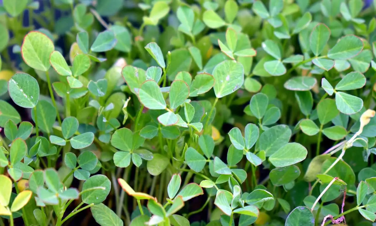 How Fenugreek Powder Is Made From Seed to Powder