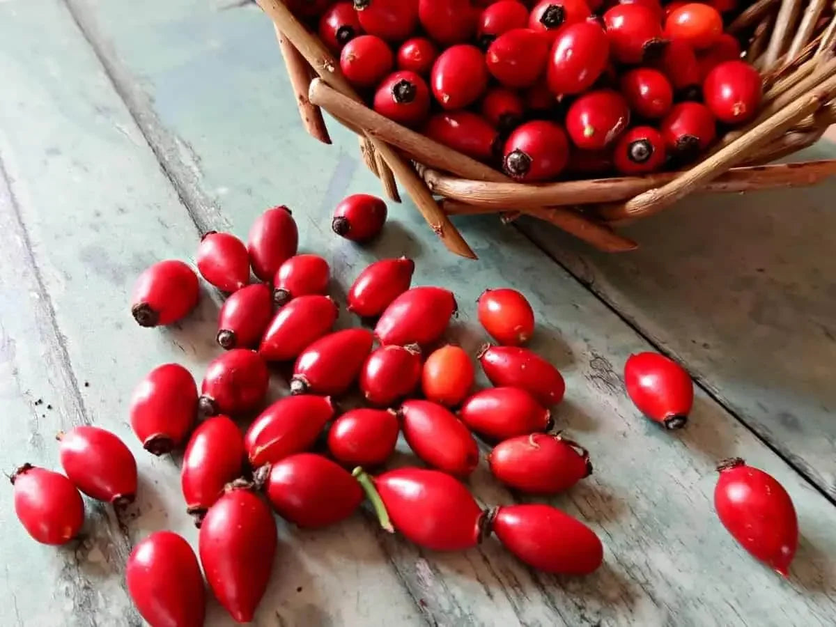 How Rosehip Oil Is Extracted From Seed to Bottle