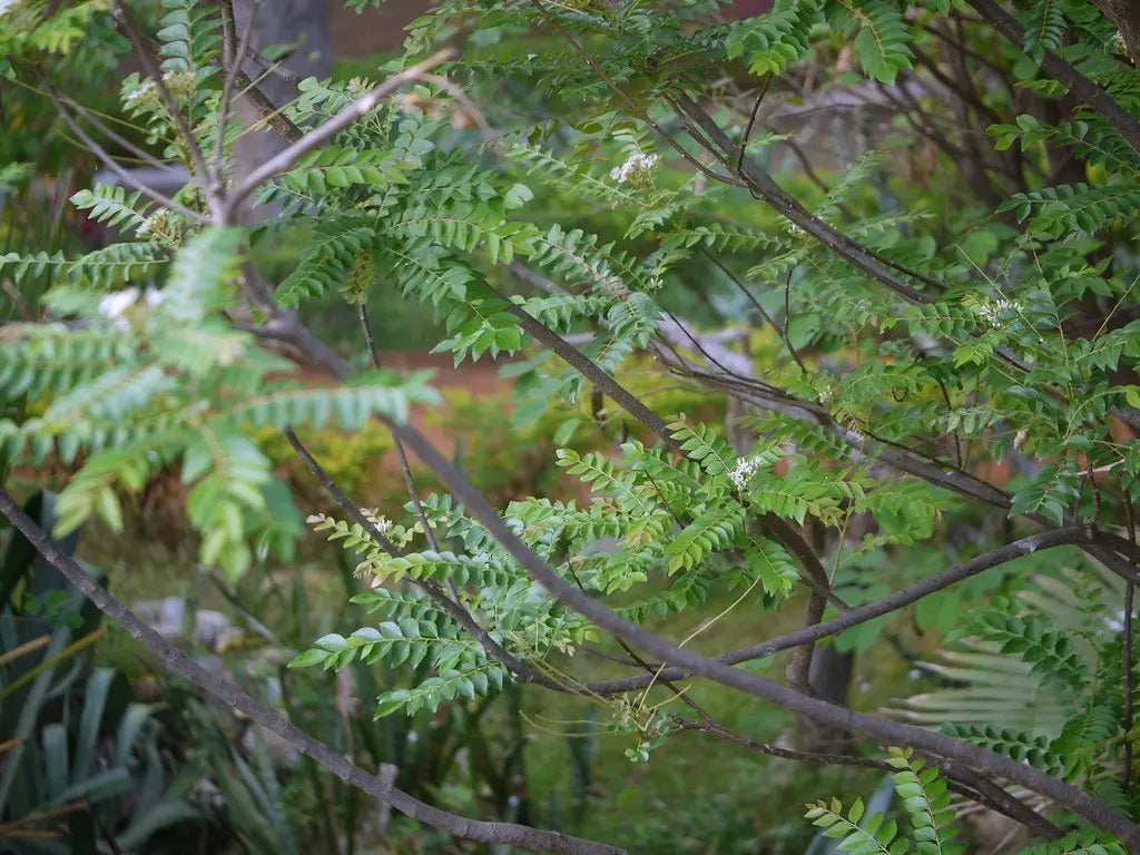 How to Make Neem Oil Hair Masks for Hair Fall and Scalp Health