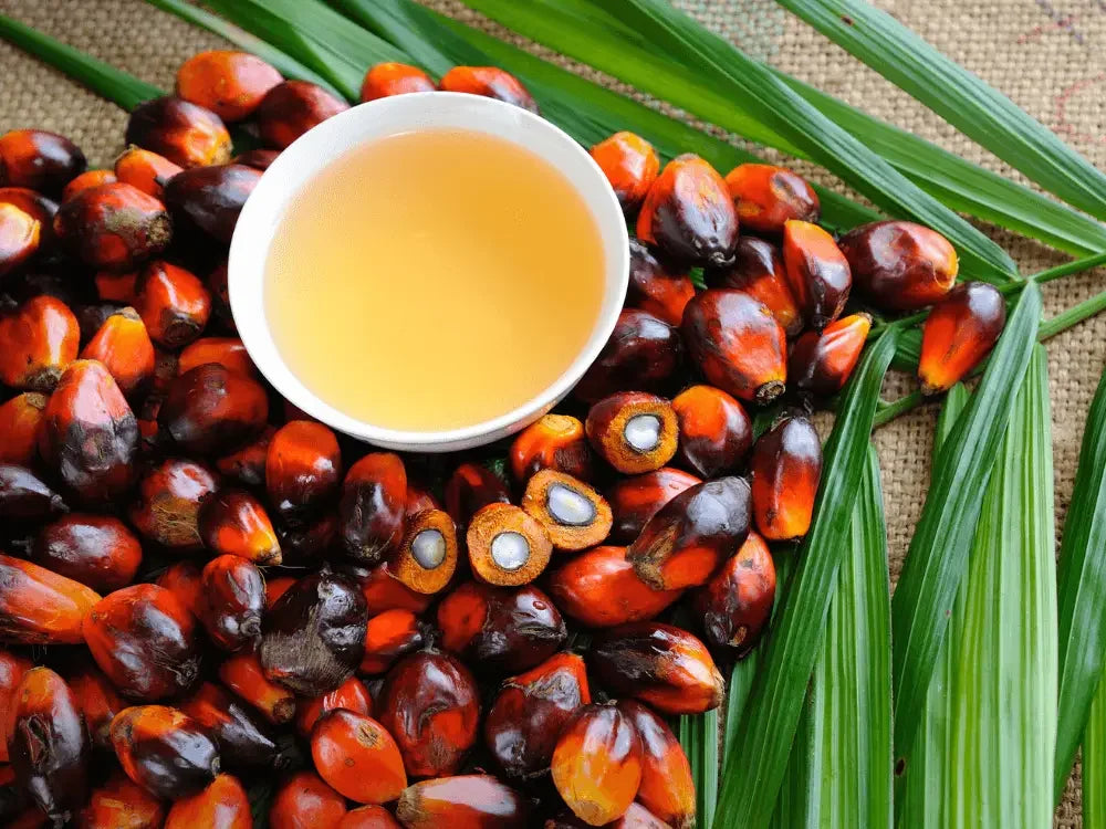 The Cultural History and Traditional Uses of Batana Oil