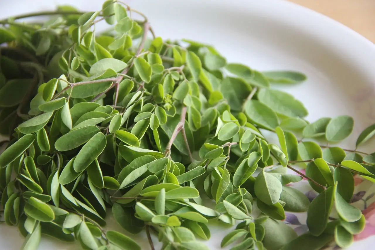 The Journey of Moringa Powder From Ancient Roots to Modern Kitchens