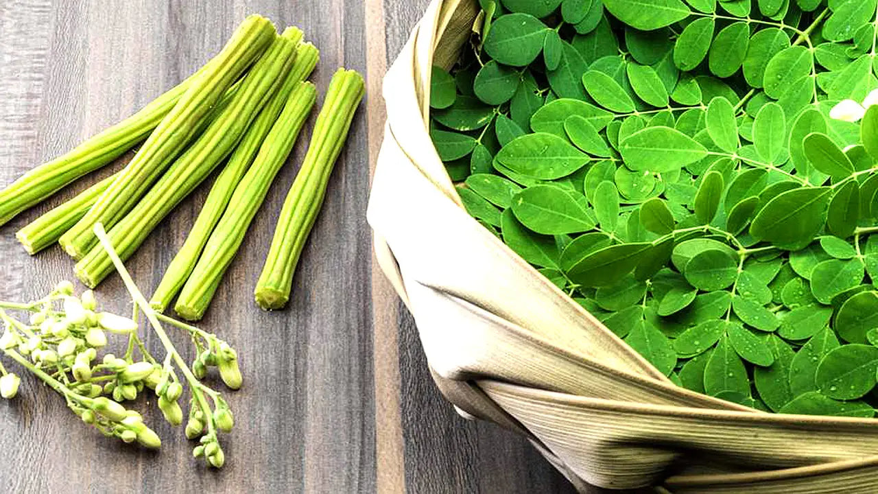 The Journey of Moringa Powder From Ancient Roots to Modern Kitchens