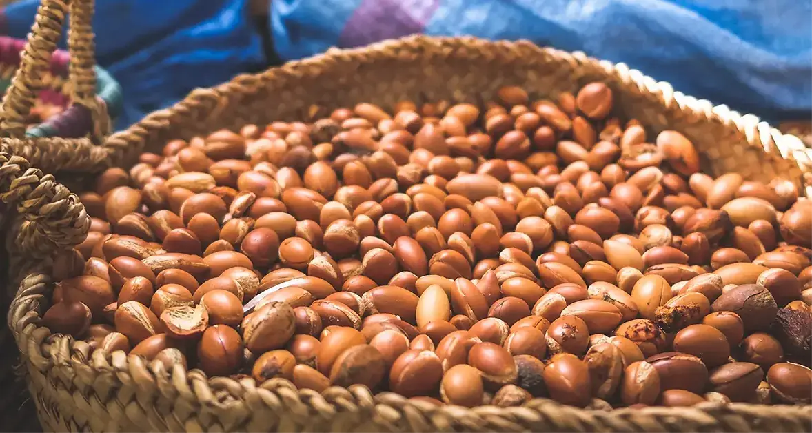 Traditional Extraction of Argan Oil vs. Modern Production Methods