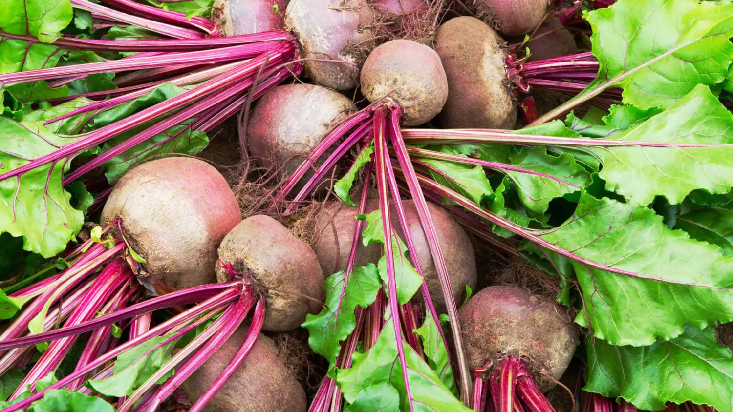 What Is Beetroot Powder A Deep Dive into Its Origin and Uses
