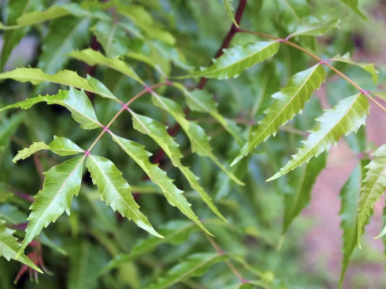 What Is Cold Pressed Neem Oil Benefits, Uses & How It’s Made