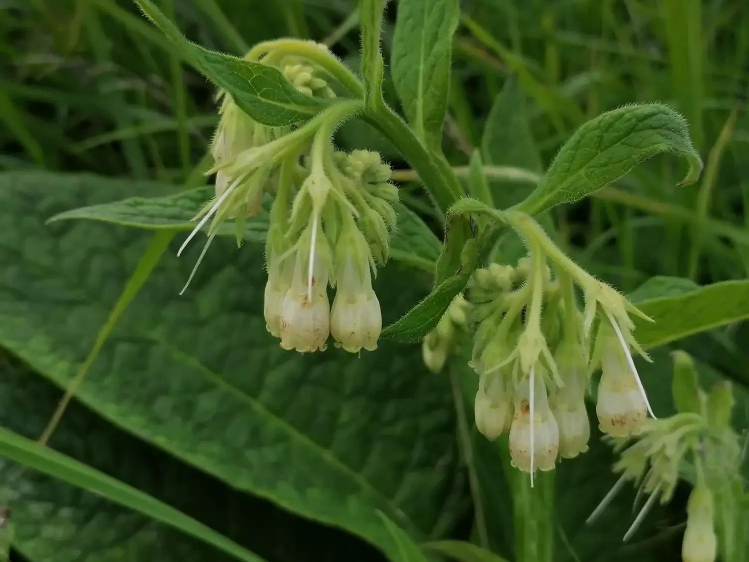 What Is Comfrey Oil? A Beginner’s Guide to This Traditional Botanical Oil