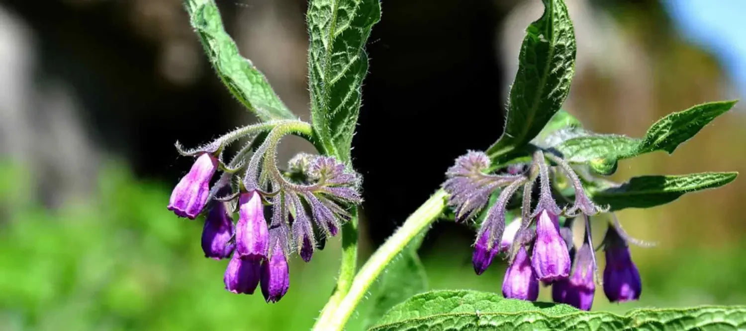 What Is Comfrey Oil? A Beginner’s Guide to This Traditional Botanical Oil