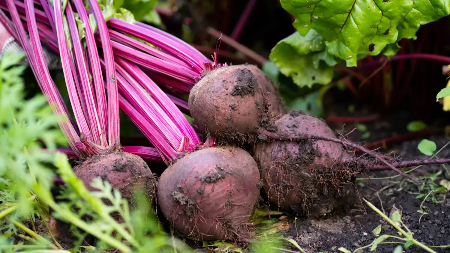 Where Beetroot Powder Stands Out Natural Dye Alternatives