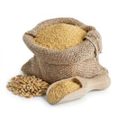 Barley malt powder in burlap sack with wooden scoop and barley grains on white background