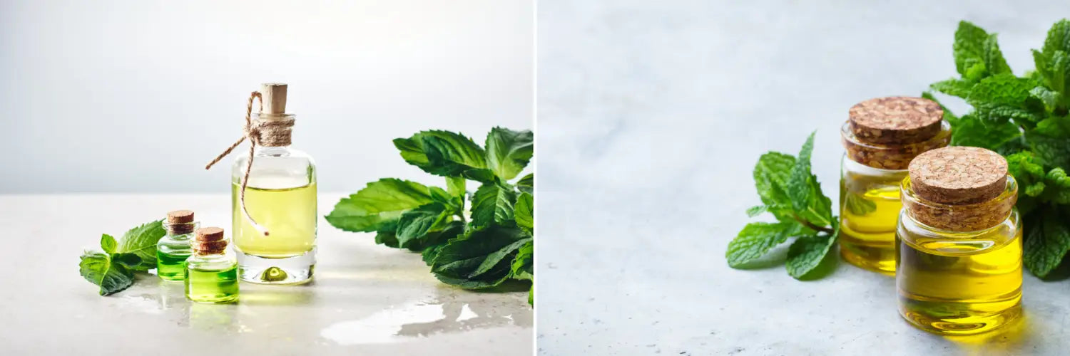 Organic Peppermint Oil- Naturevibe Botanicals
