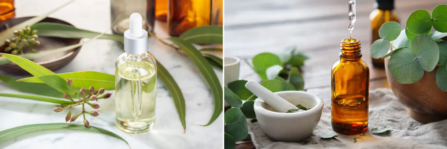 Organic Eucalyptus Oil- Naturevibe Botanicals